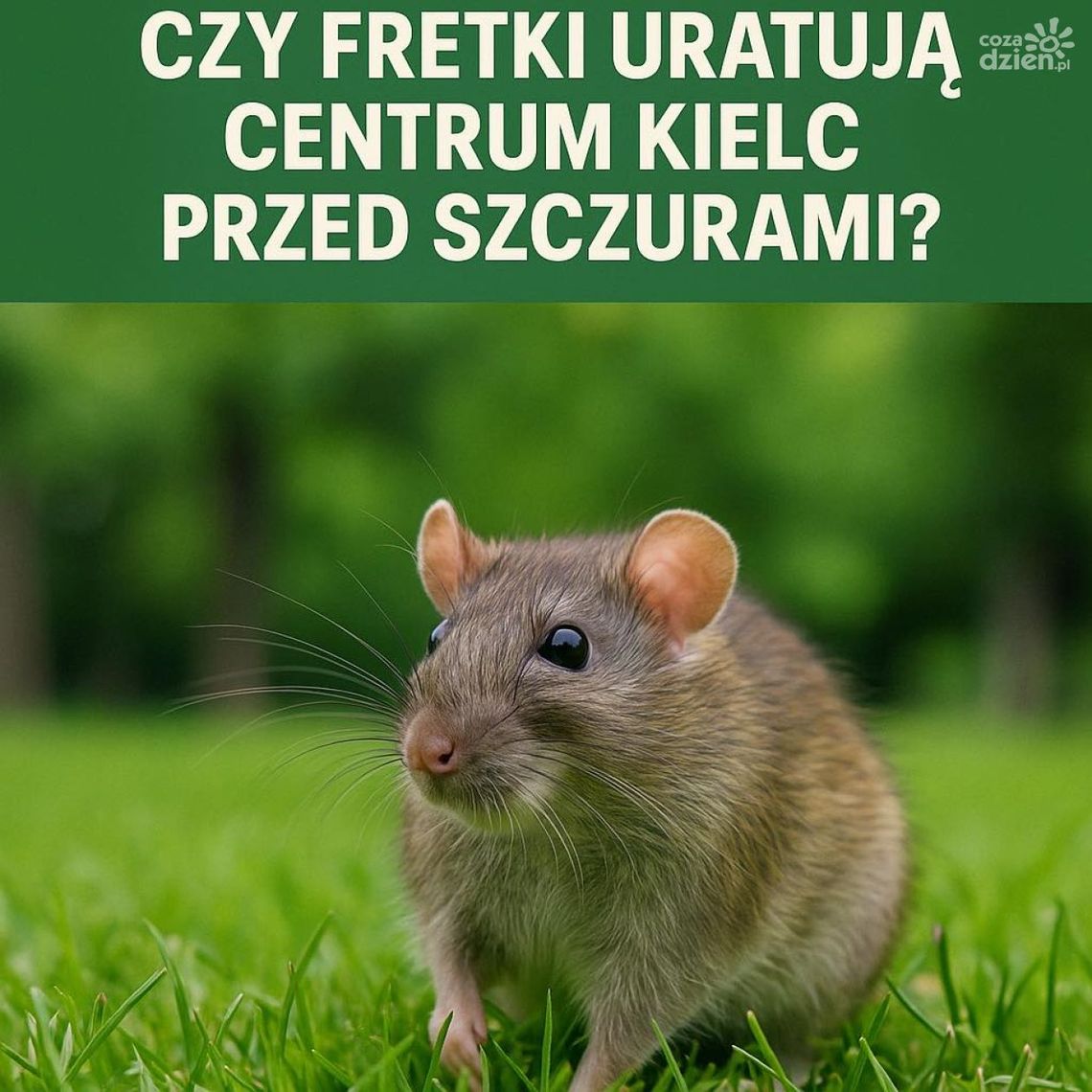 Inwazja szczurów w Kielcach? Jest pomysł na rozwiązanie problemu Inwazja szczurów w Kielcach? Jest pomysł na rozwiązanie problemu