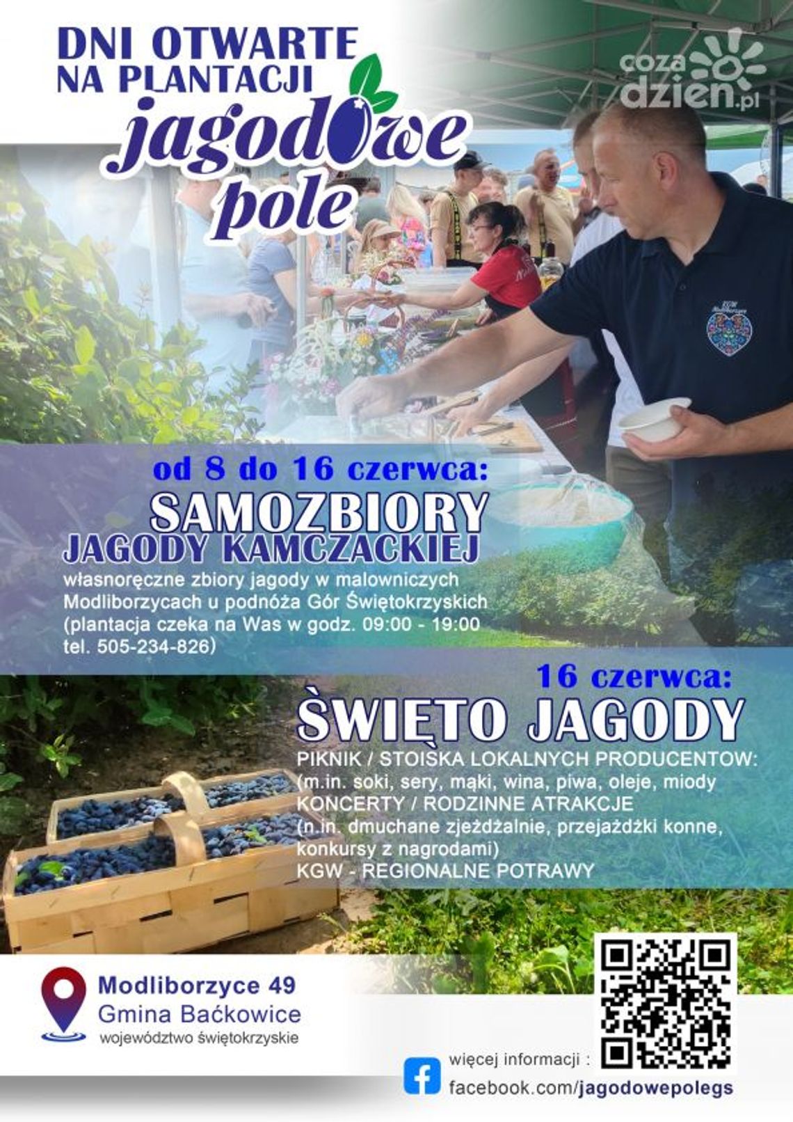 Jagodowe pole zaprasza na samodzielne zbieranie jagody kamczackiej Jagodowe pole zaprasza na samodzielne zbieranie jagody kamczackiej