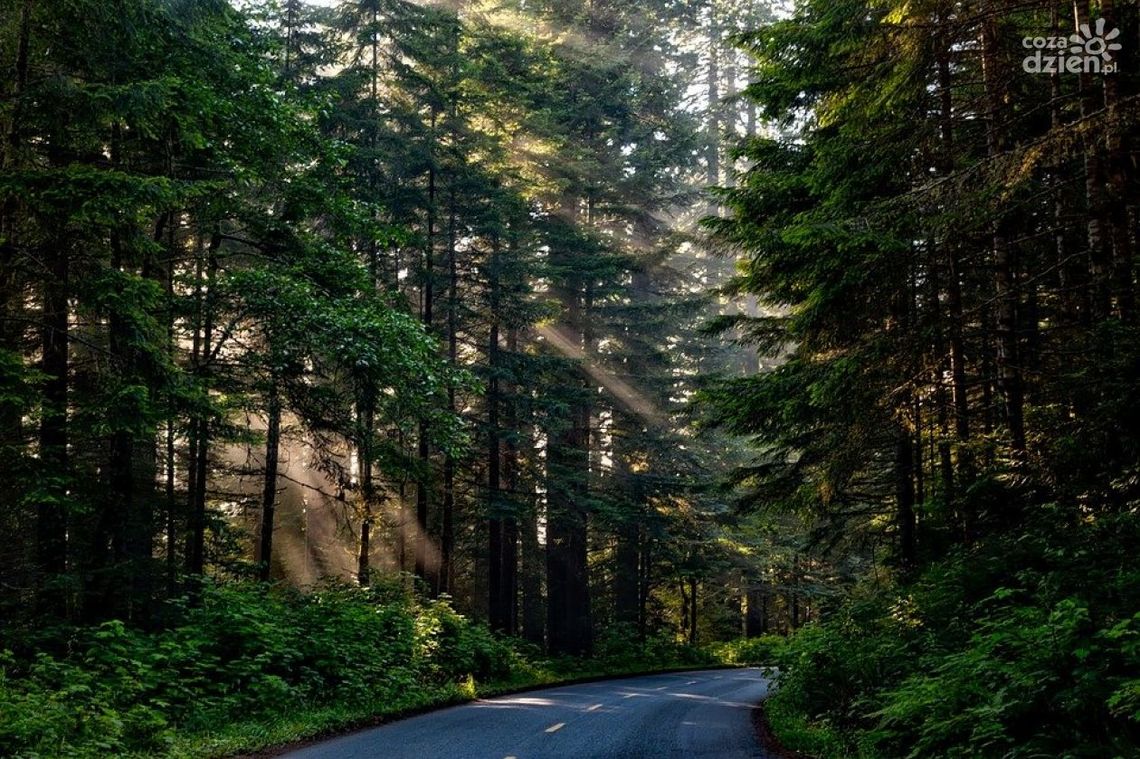 Jak dobrze przygotować się do wycinki drzew?