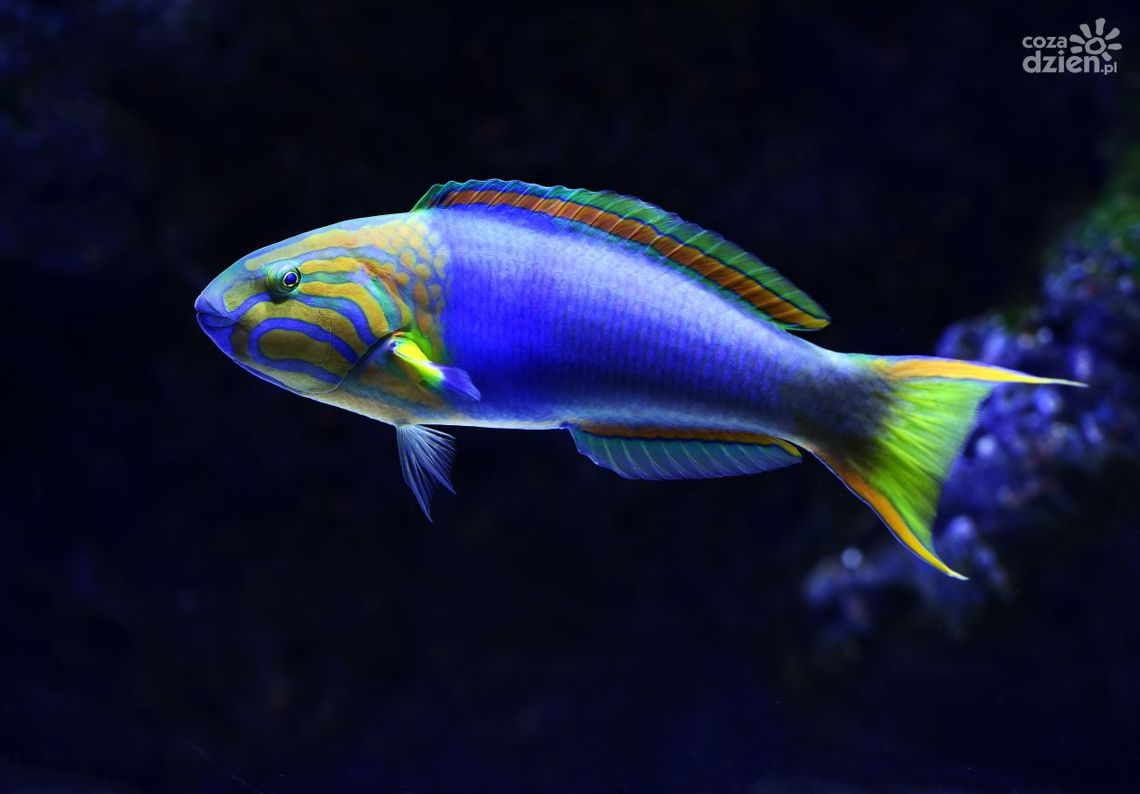 Jak łączyć ryby w akwarium? To musisz wiedzieć! Jak łączyć ryby w akwarium? To musisz wiedzieć!