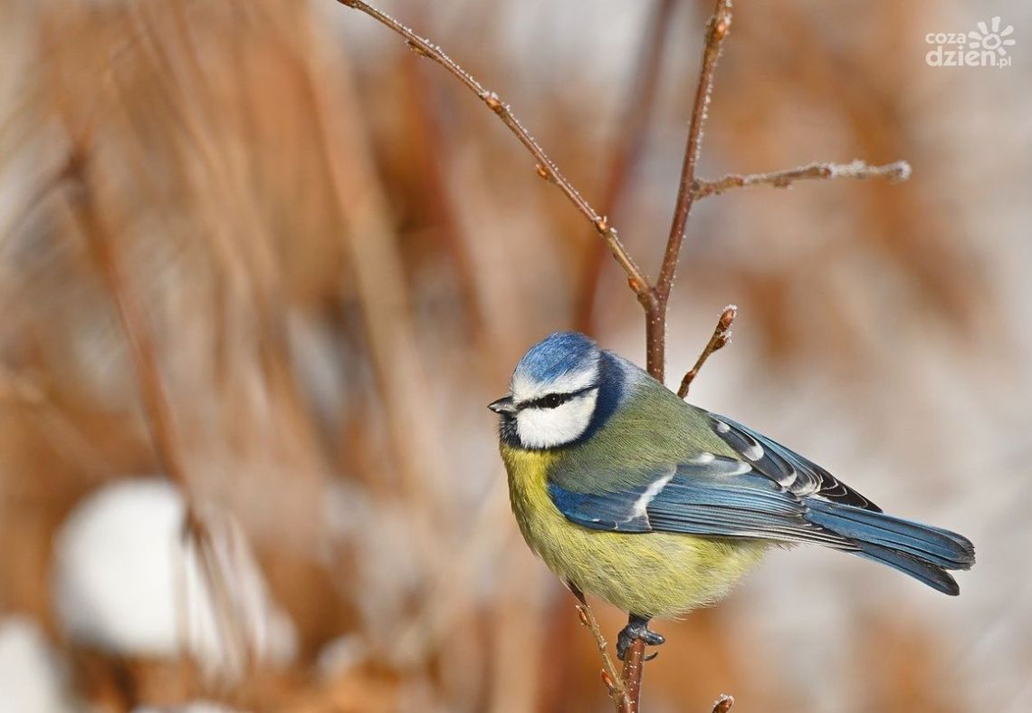 Jak pomóc zwierzętom zimą? Praktyczne porady dla mieszkańców miasta Jak pomóc zwierzętom zimą? Praktyczne porady dla mieszkańców miasta