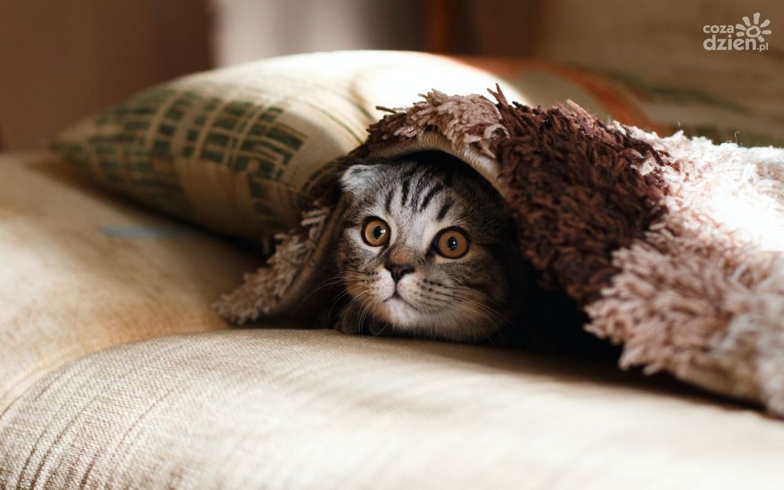 Jak wybrać idealne legowisko dla kota? Jak wybrać idealne legowisko dla kota?
