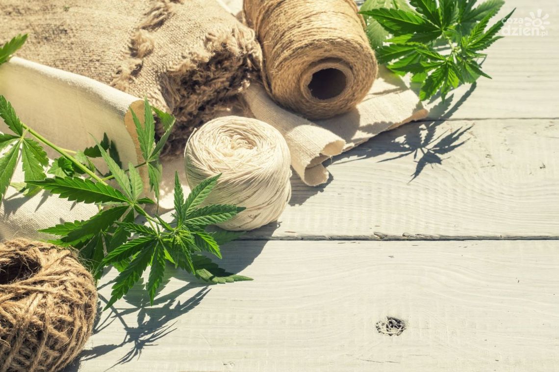 Jakie zastosowanie mają konopie włókniste ?