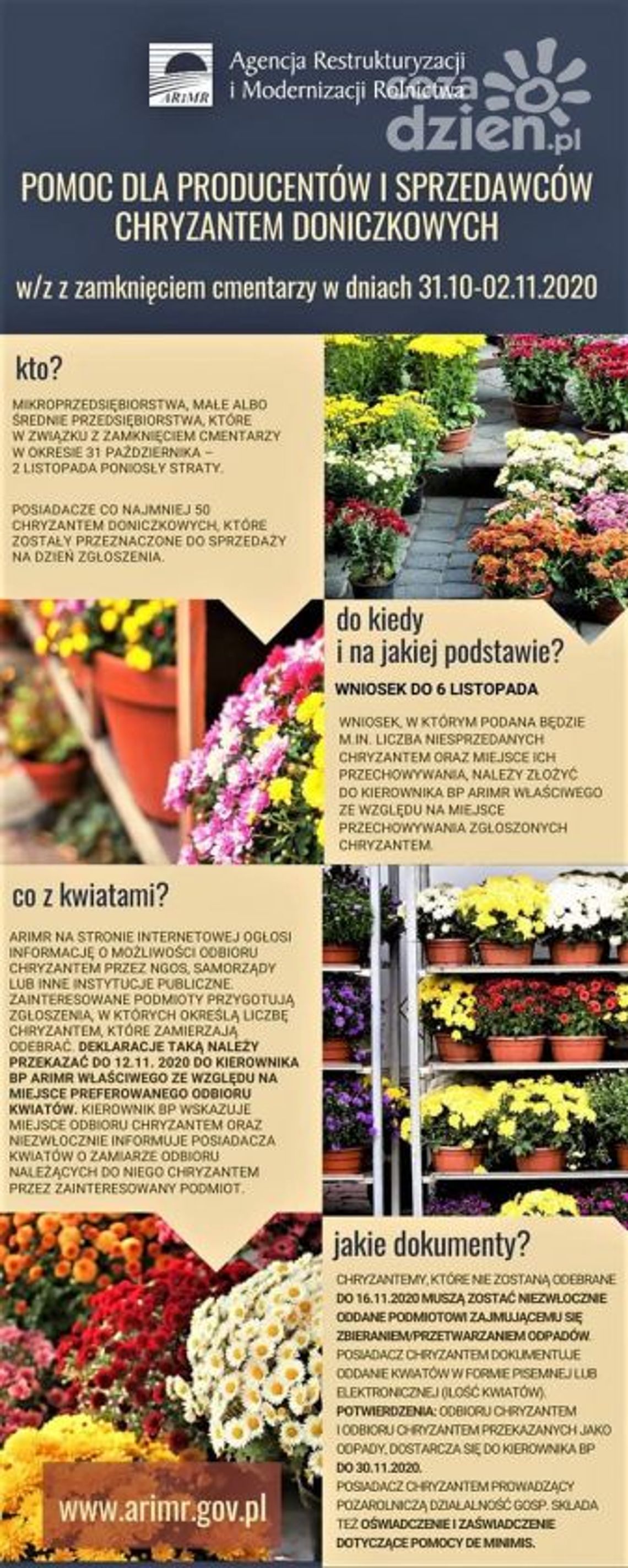 Józef Cepil: Rusza pomoc dla producentów i sprzedawców chryzantem Józef Cepil: Rusza pomoc dla producentów i sprzedawców chryzantem