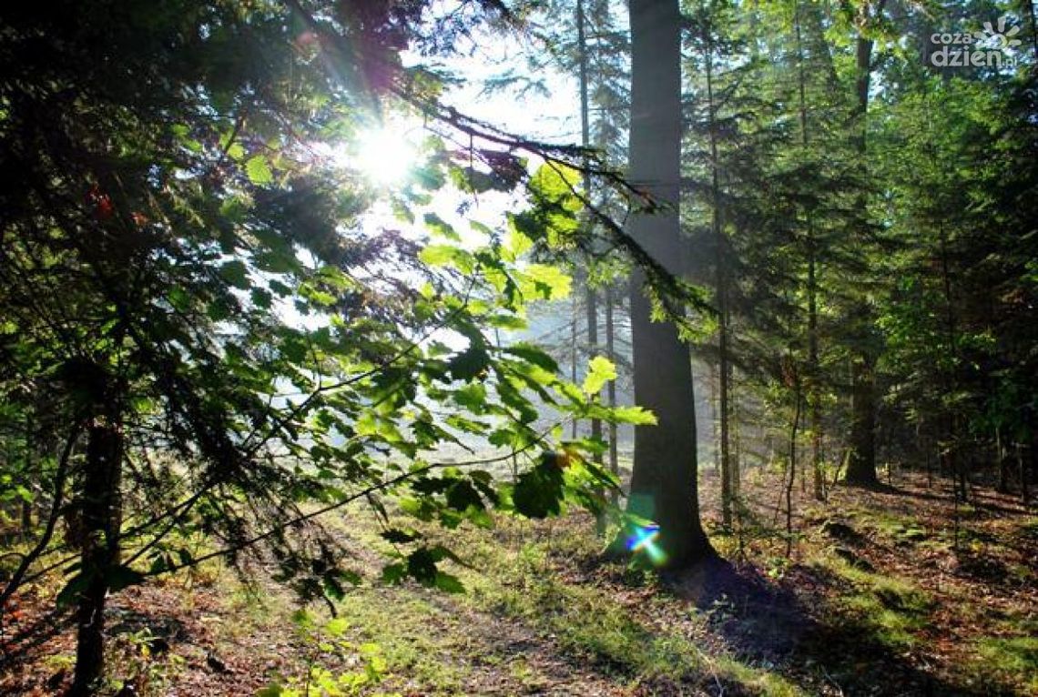 Kielczanie blisko natury - Jak lasy społeczne zmienią nasze miasto Kielczanie blisko natury - Jak lasy społeczne zmienią nasze miasto