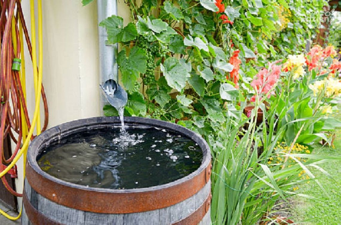 Kielczanie mogą wnioskować o dotacje na zbieranie deszczówki Kielczanie mogą wnioskować o dotacje na zbieranie deszczówki