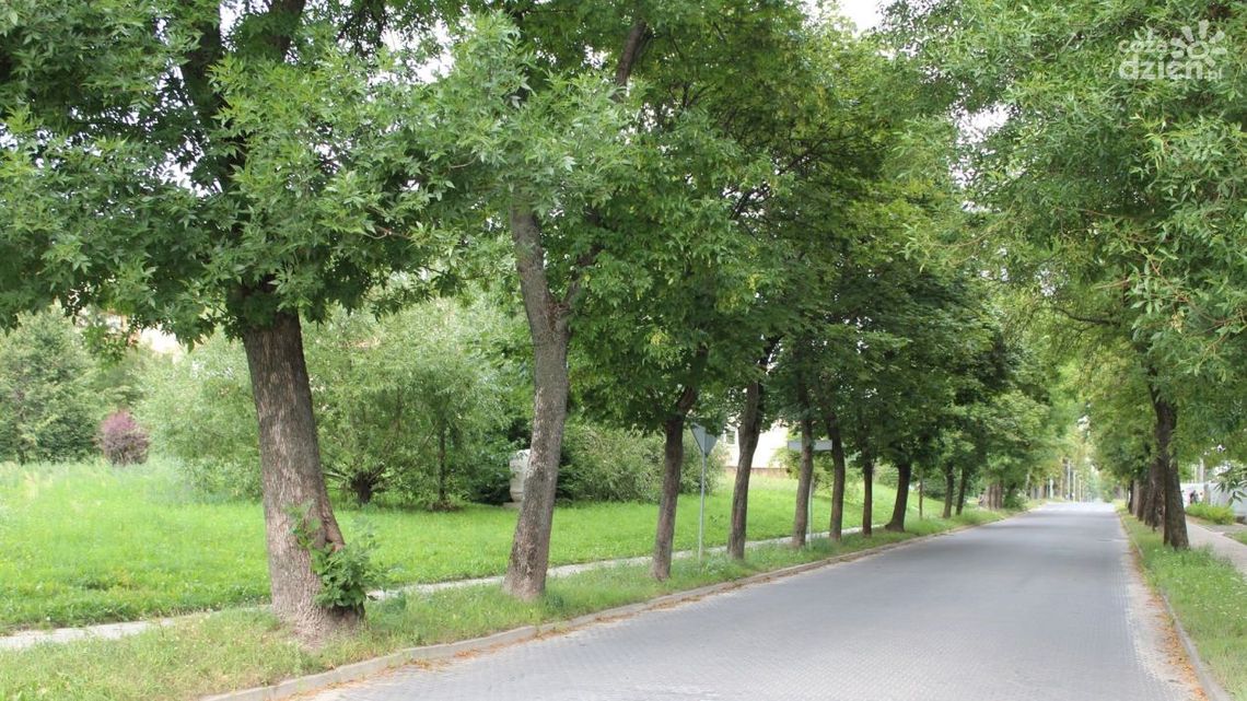 Kielczanie mówią stanowcze „nie” wycince drzew. Będą protestować