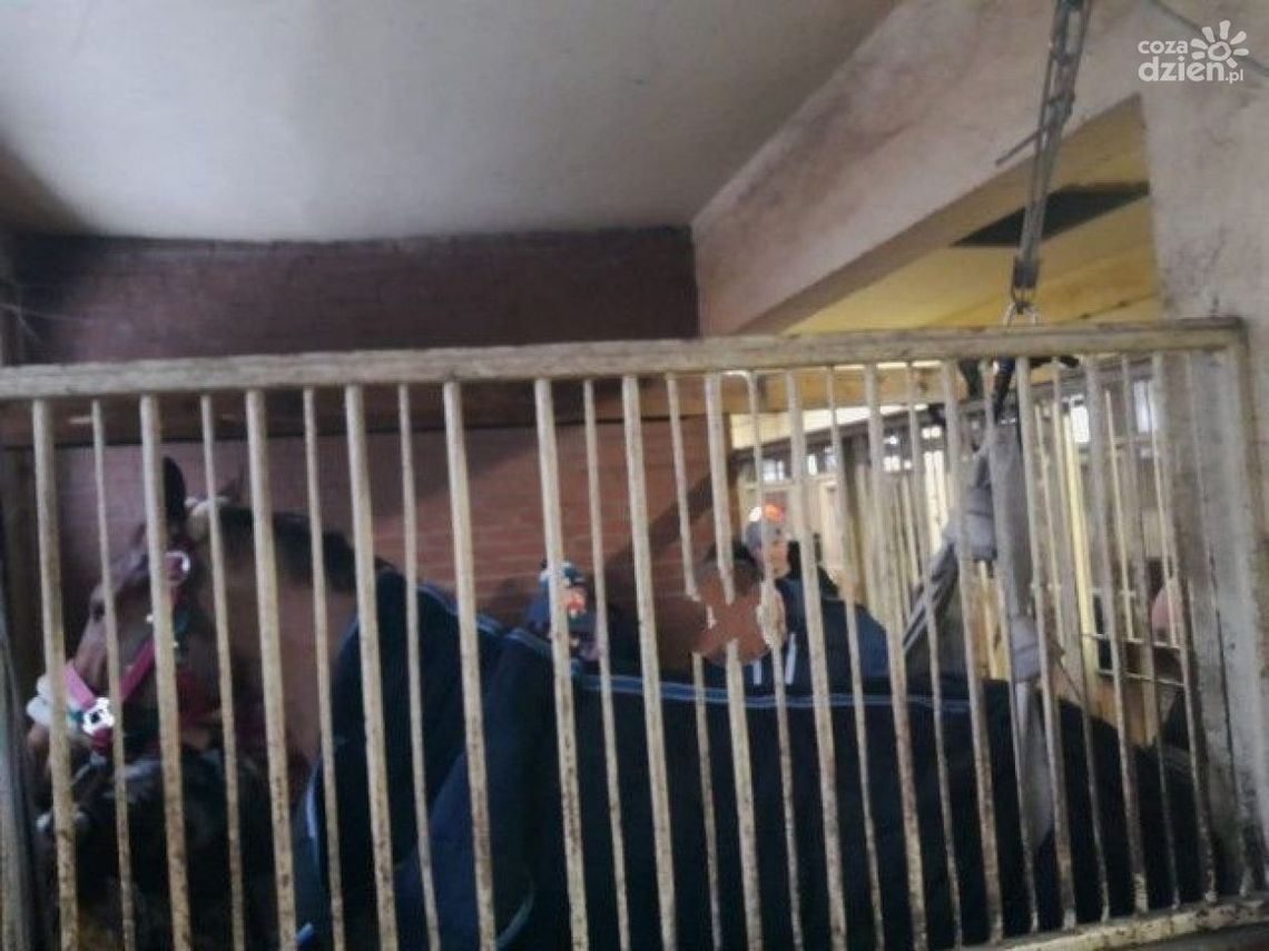 Kieleccy strażacy uratowali życie konia Kieleccy strażacy uratowali życie konia