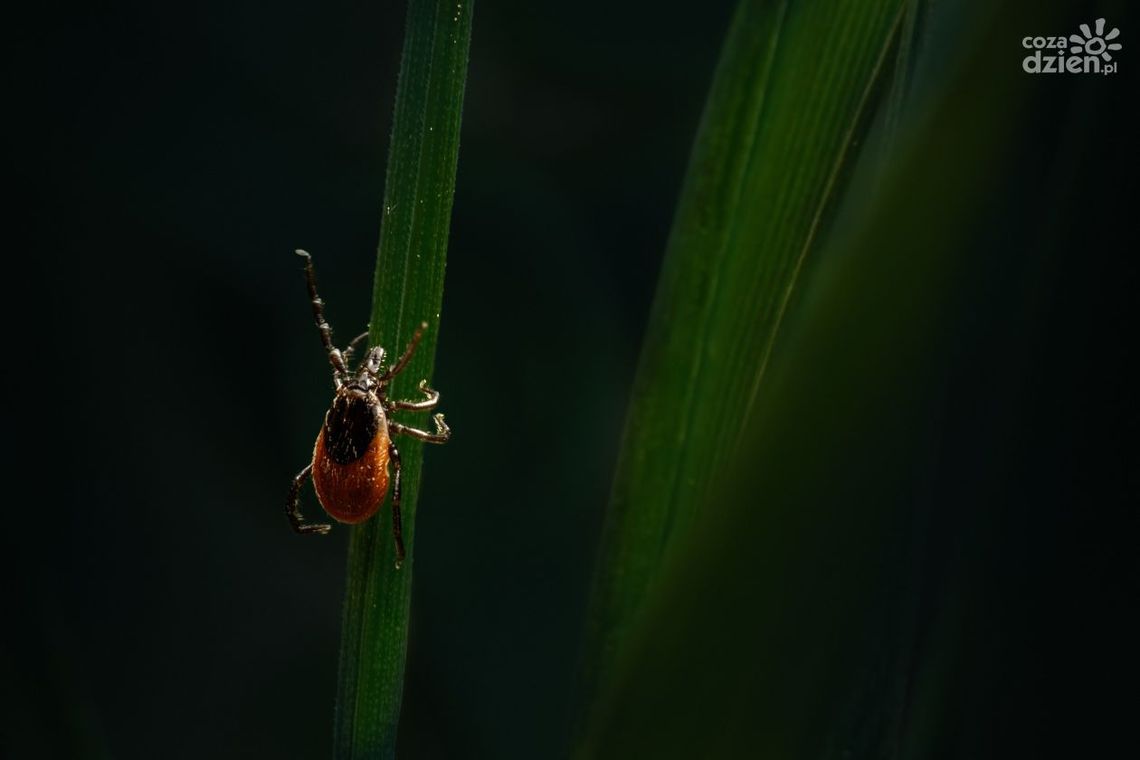 Kleszcze w natarciu Kleszcze w natarciu