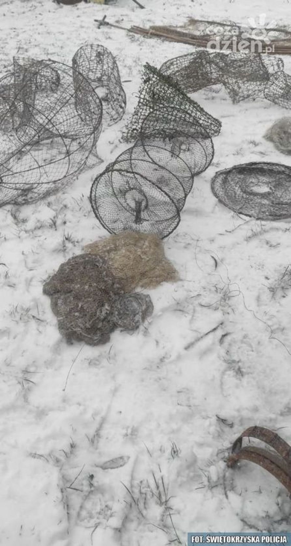 Kłusownik ze Staszowa złapany 