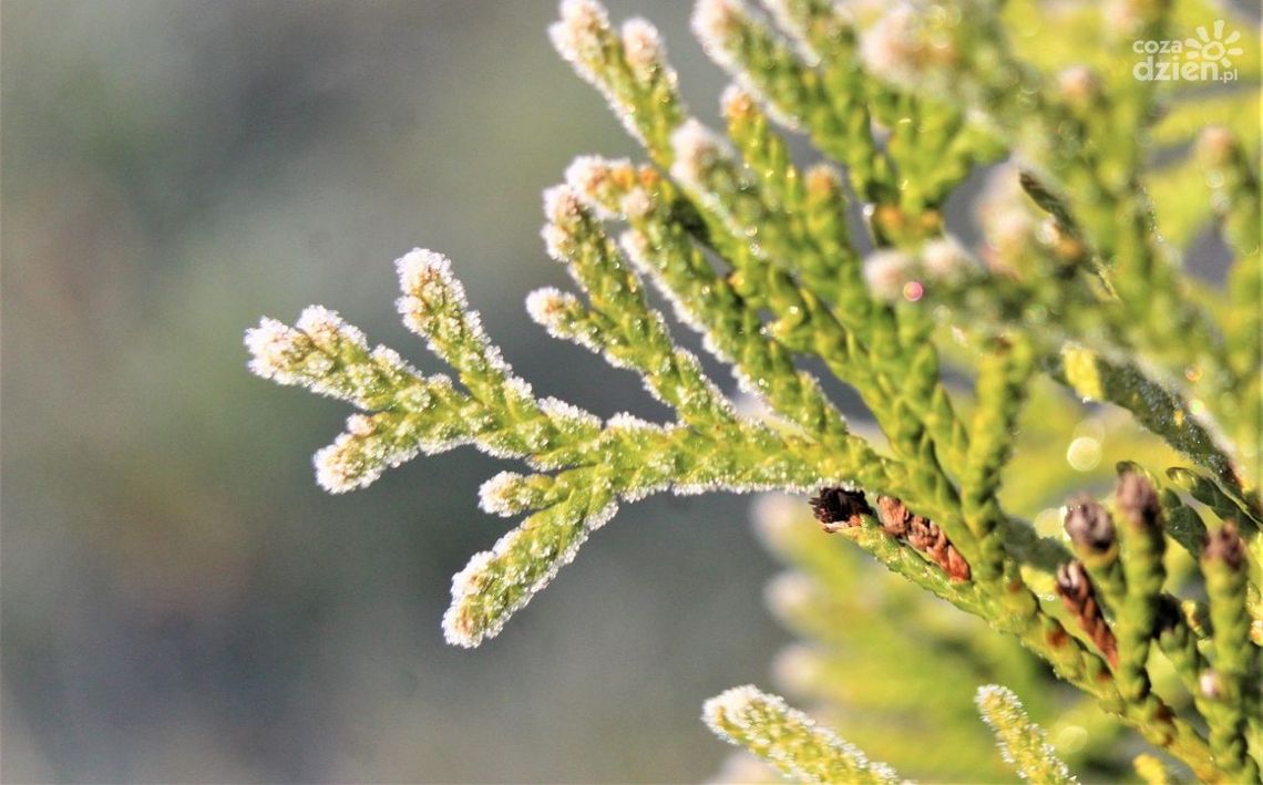 Kolejna noc z temperaturą poniżej zera Kolejna noc z temperaturą poniżej zera