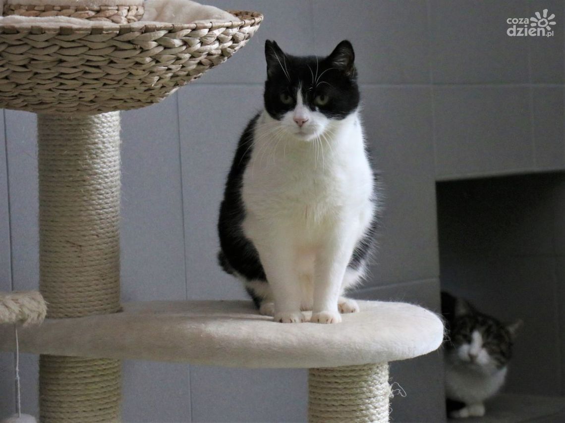 Komunikat Głównego Lekarza Weterynarii w związku z zachorowaniami kotów Komunikat Głównego Lekarza Weterynarii w związku z zachorowaniami kotów