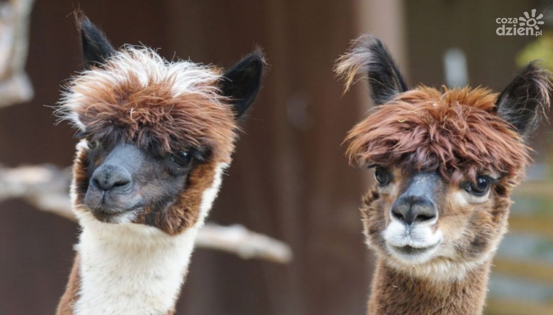Koń "Wigor" i osiołek "Dyzio" już są, być może dołączą do nich alpaki Koń "Wigor" i osiołek "Dyzio" już są, być może dołączą do nich alpaki