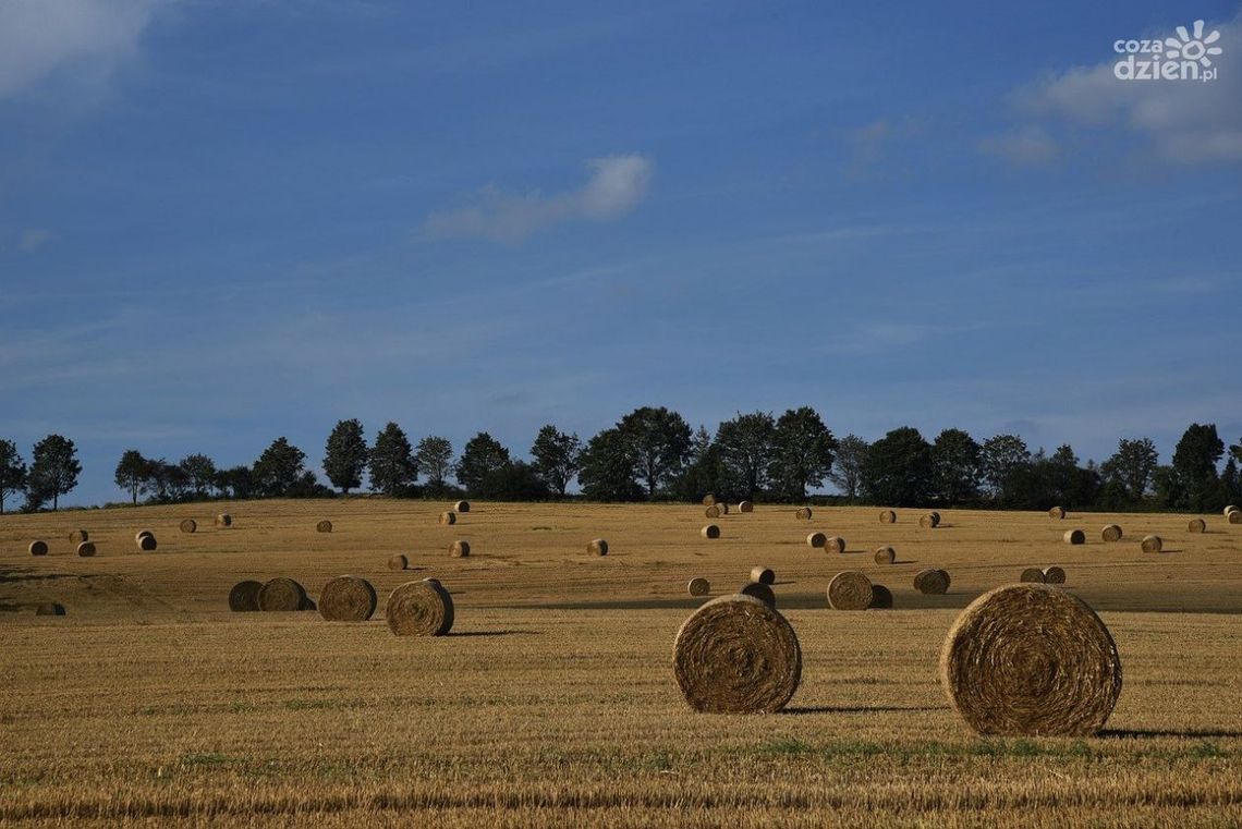 Kończą się żniwa.. rolnicy niezadowoleni Kończą się żniwa.. rolnicy niezadowoleni