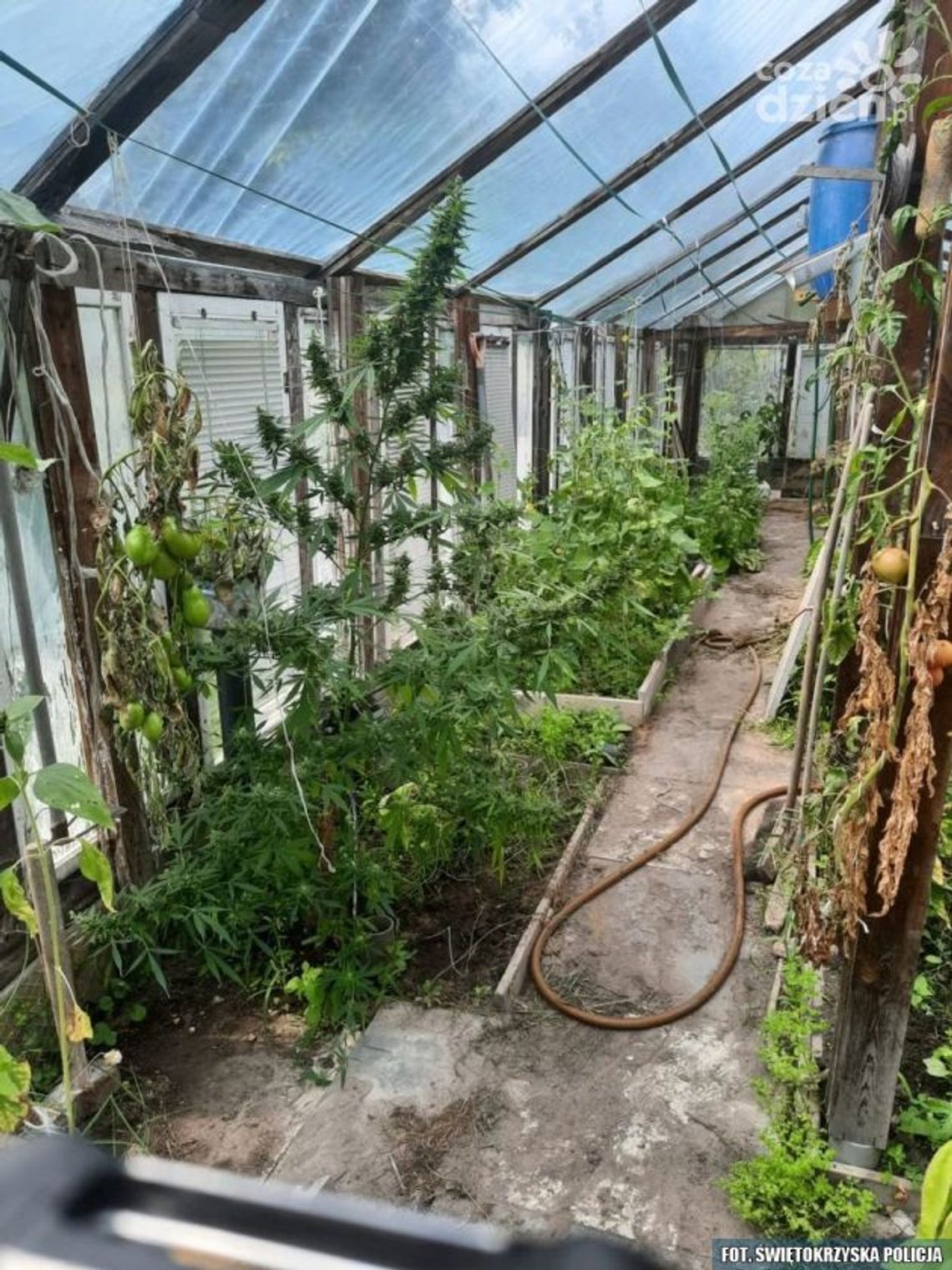 Konecki „ogrodnik” z zamiłowaniem do nielegalnych upraw Konecki „ogrodnik” z zamiłowaniem do nielegalnych upraw