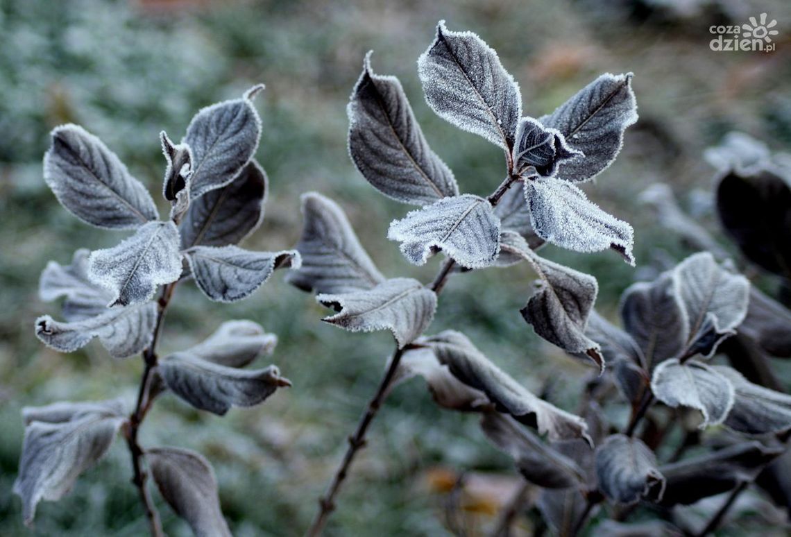 Koniec lokalnych przymrozków?