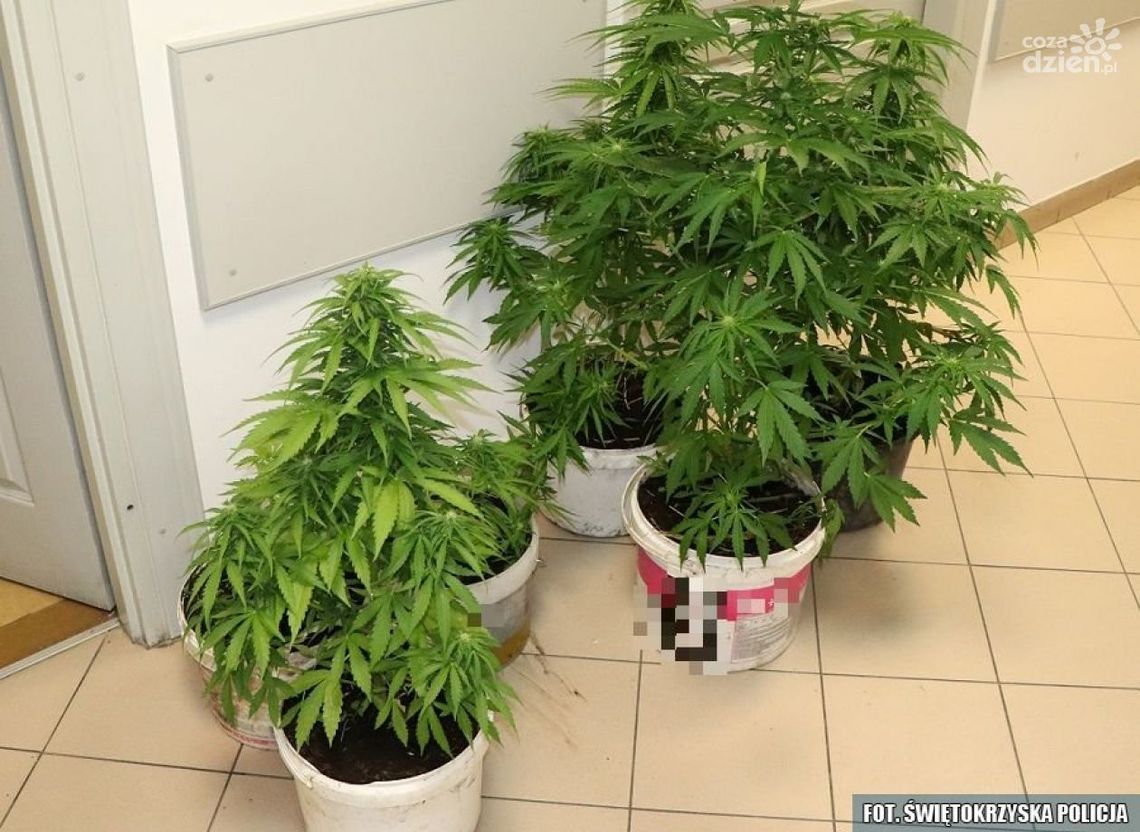 Konopie na nieużytkach  