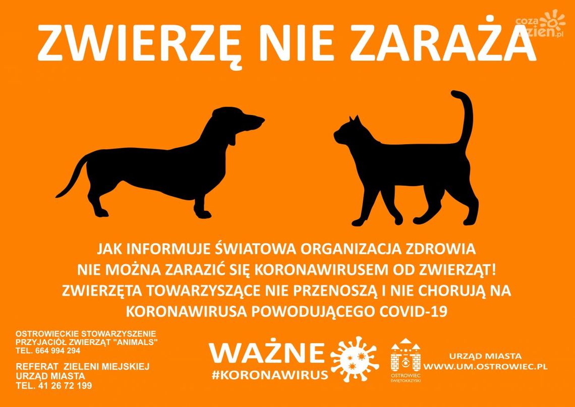 Koronawirus. Zwierzę nie zaraża