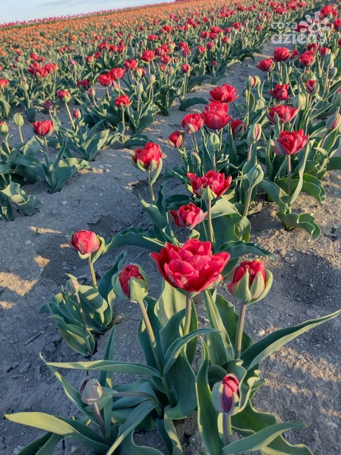 Królestwo tulipanów w Województwie Świętokrzyskim!
