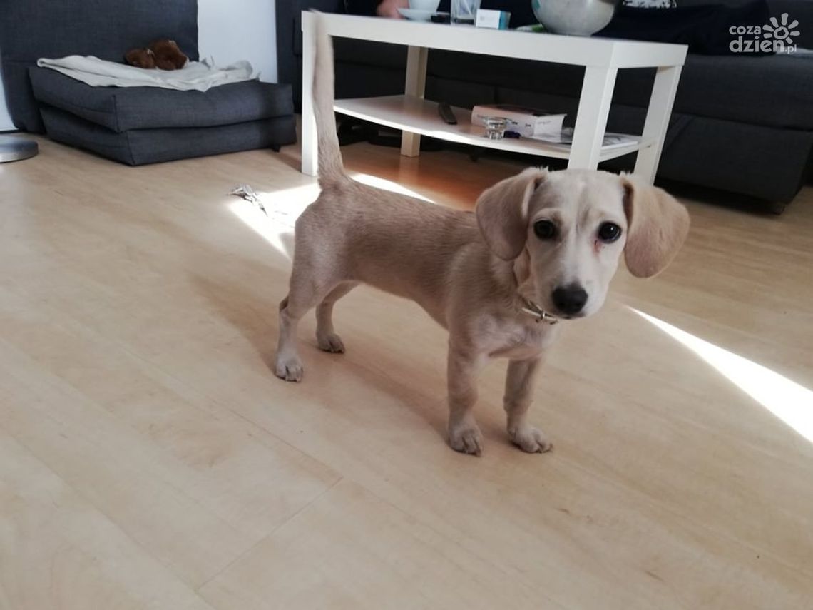 Kundelki dziś świętują! Kundelki dziś świętują!