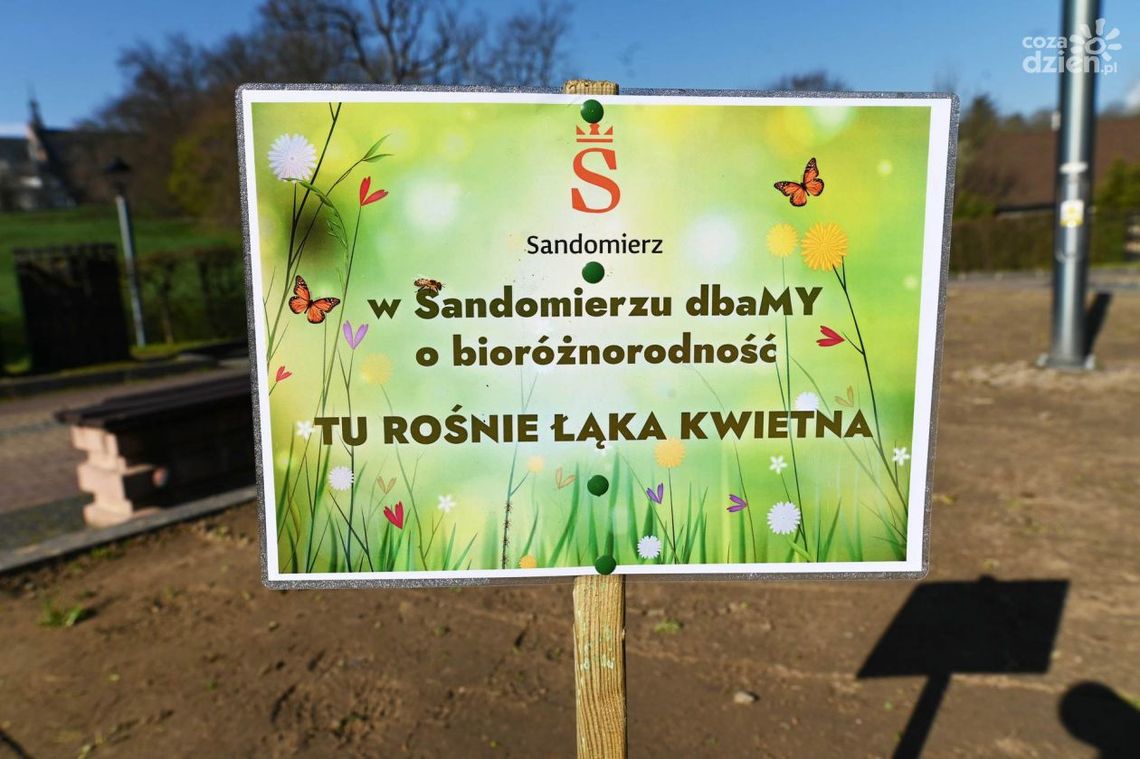 Kwietna łąka w centrum Sandomierza Kwietna łąka w centrum Sandomierza