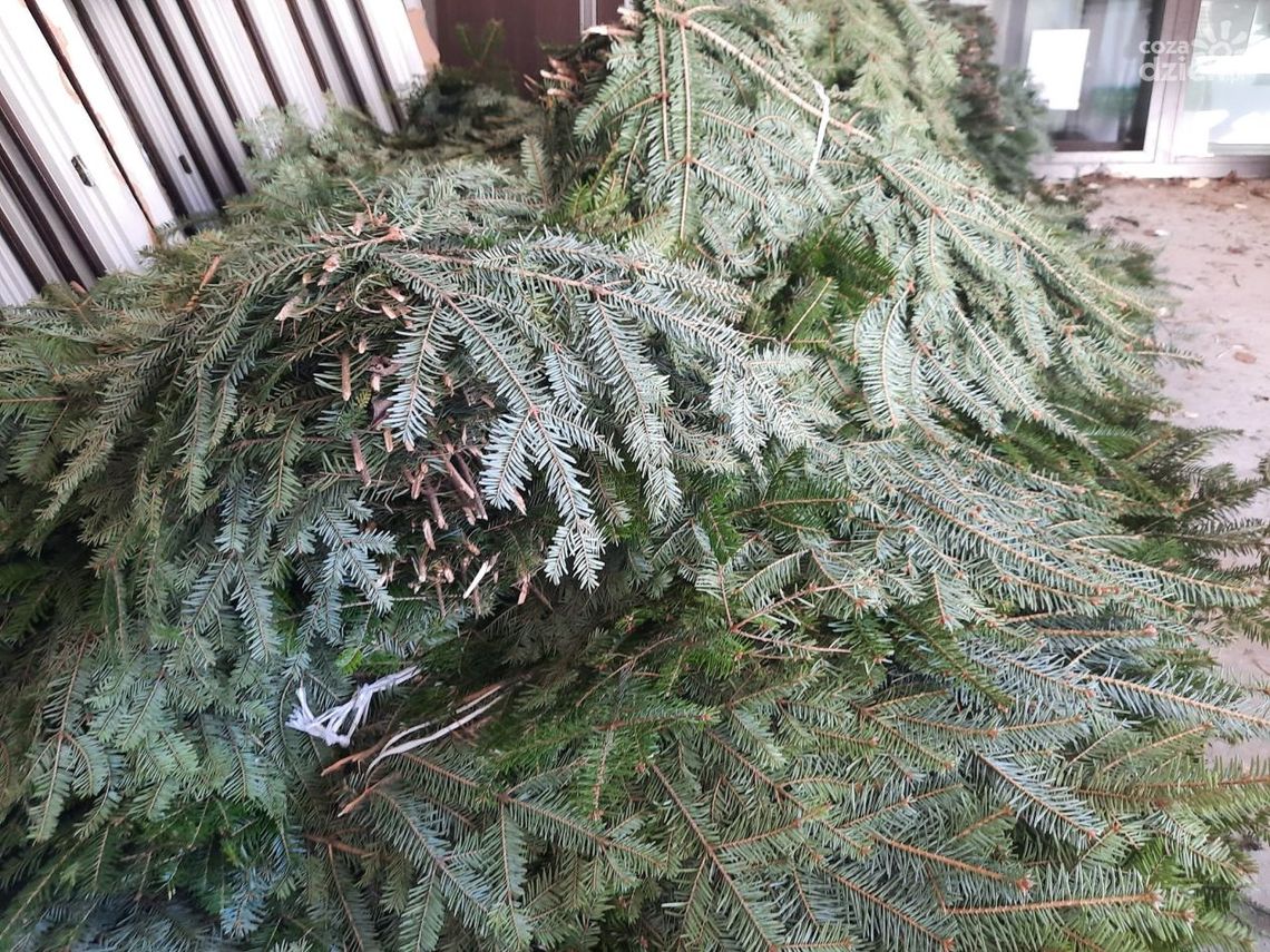 Lasy jodłowe pod specjalnym nadzorem Lasy jodłowe pod specjalnym nadzorem