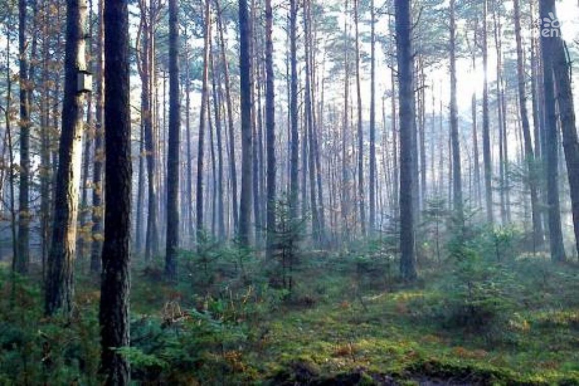 Lasy na nowe 100-lecie – wielka akcja sadzenia drzew w całej Polsce Lasy na nowe 100-lecie – wielka akcja sadzenia drzew w całej Polsce
