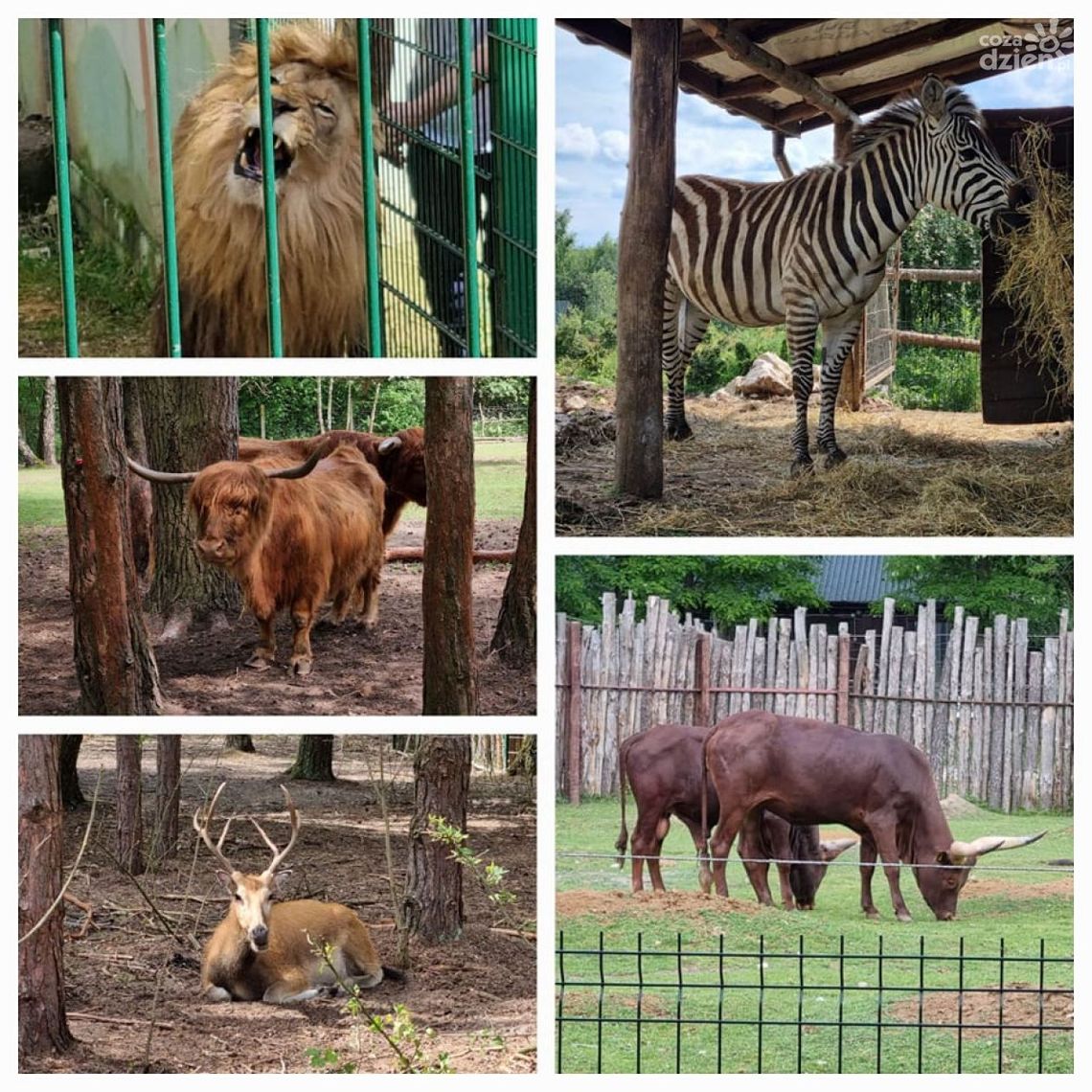 Leśne Zacisze zaprasza też w święta Leśne Zacisze zaprasza też w święta