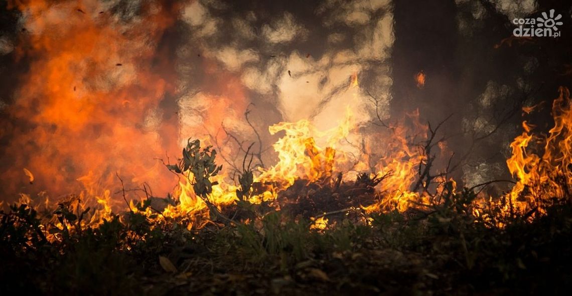 Leśnicy apelują - lasy zagrożone pożarami Leśnicy apelują - lasy zagrożone pożarami