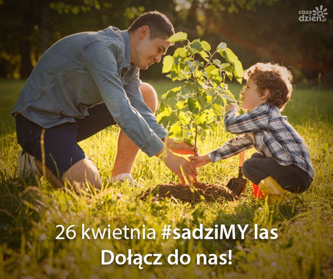 Leśniczy będą rozdawać sadzonki Leśniczy będą rozdawać sadzonki