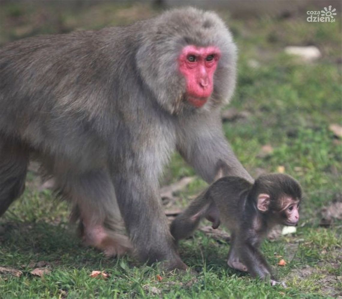 Maluchy w świętokrzyskim ogrodzie Maluchy w świętokrzyskim ogrodzie