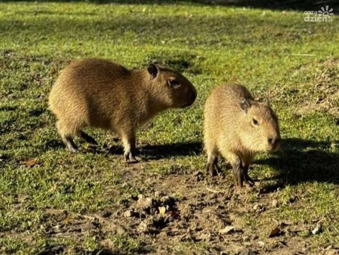 Maluchy w Zoo Leśne Zacisze Maluchy w Zoo Leśne Zacisze