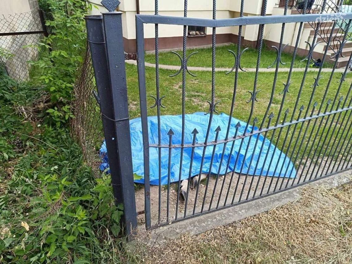 Martwy łoś na posesji w Ćmielowie Martwy łoś na posesji w Ćmielowie