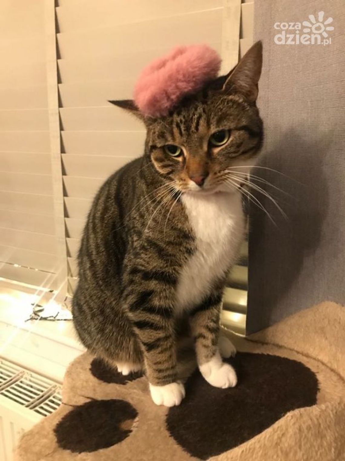 Miauu! Dziś koty świętują Miauu! Dziś koty świętują