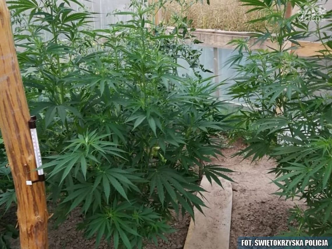 Między pomidorem, a papryką - bardzo nietypowy sposób uprawiania konopi Między pomidorem, a papryką - bardzo nietypowy sposób uprawiania konopi