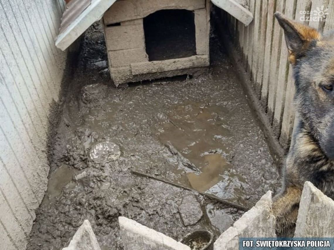 Mieszkaniec powiatu opatowskiego znęcał się nad psem! Usłyszał zarzuty Mieszkaniec powiatu opatowskiego znęcał się nad psem! Usłyszał zarzuty