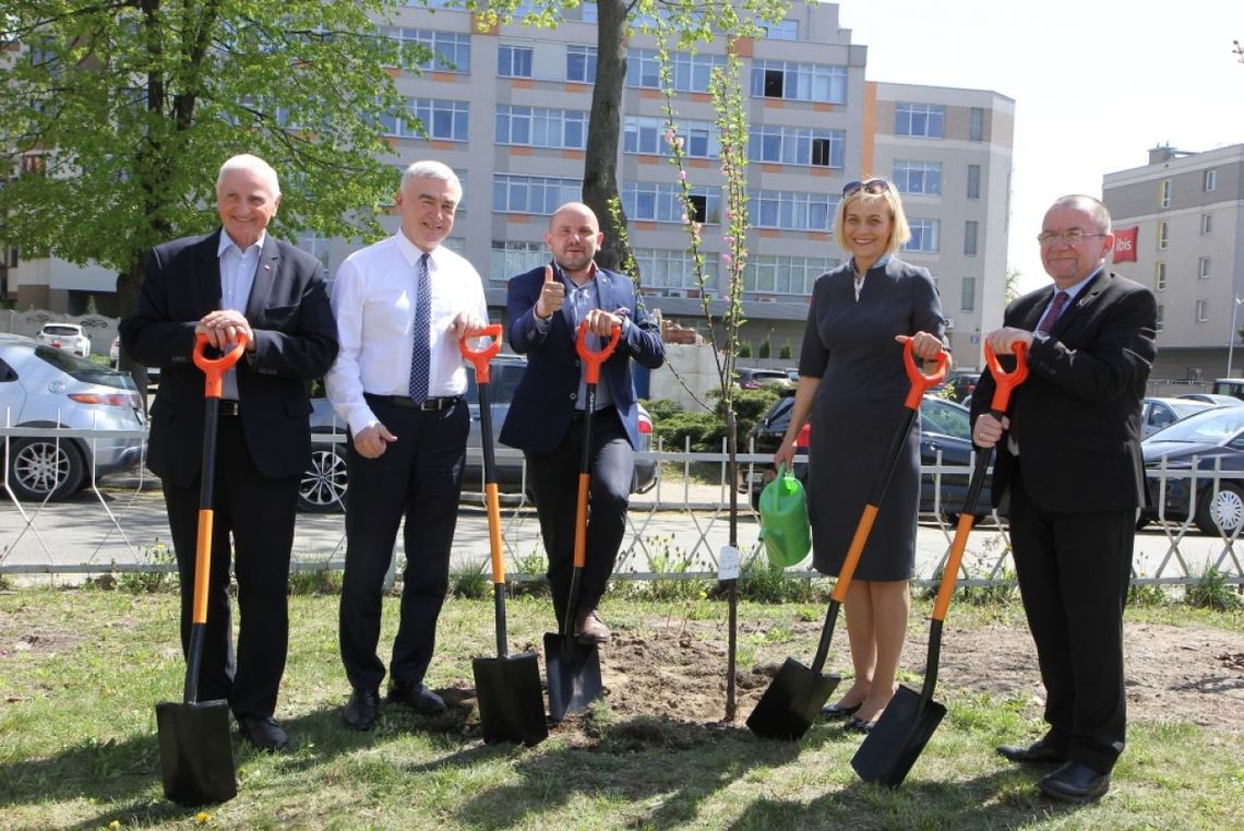 Migdałowce obok Urzędu Marszałkowskiego Migdałowce obok Urzędu Marszałkowskiego