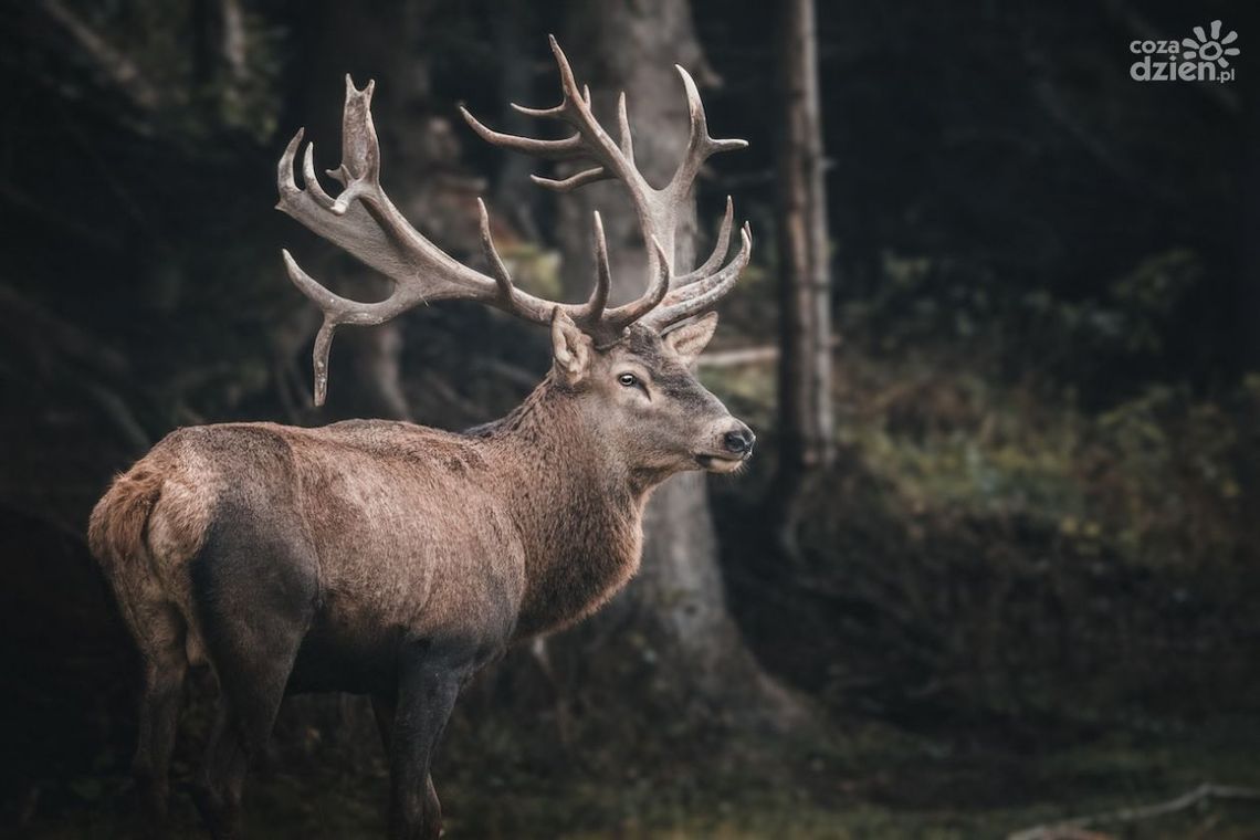 Miłosne zaloty jeleni. Trwa sezon rykowiska Miłosne zaloty jeleni. Trwa sezon rykowiska