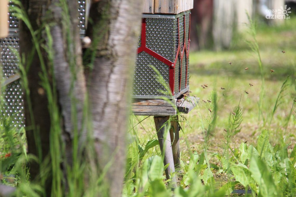 Miód wielokwiatowy z uli z recyklingu Miód wielokwiatowy z uli z recyklingu