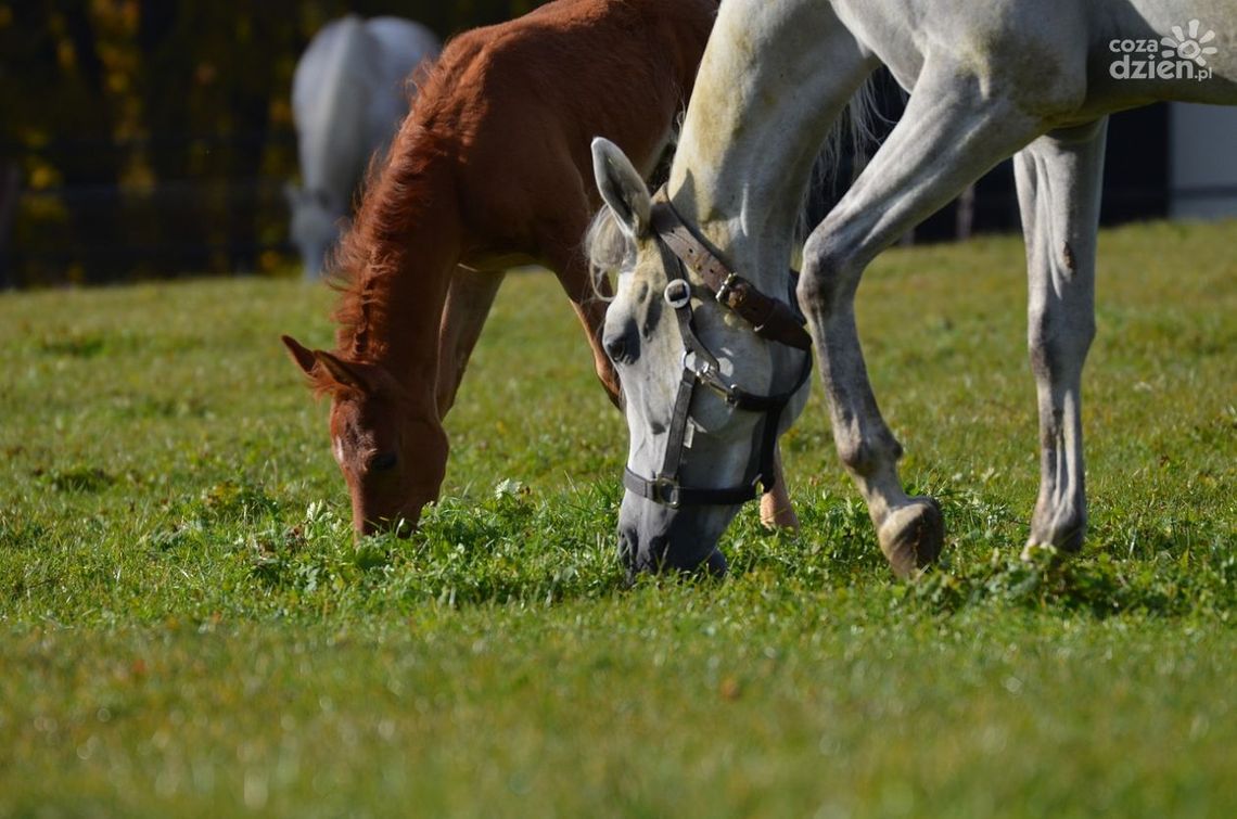Mistrzostwa Polski Młodych Koni w Michałowie! Mistrzostwa Polski Młodych Koni w Michałowie!