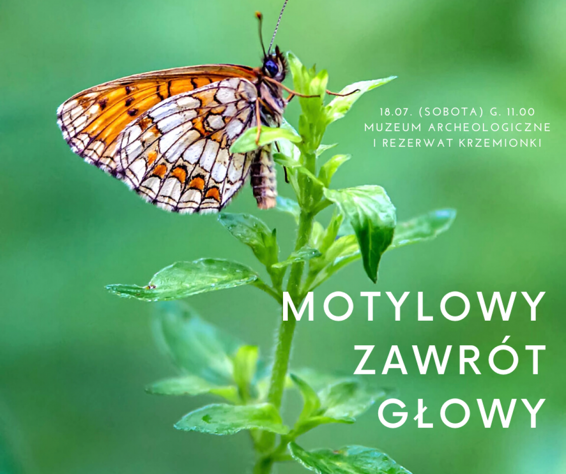 Motylowy zawrót głowy Motylowy zawrót głowy