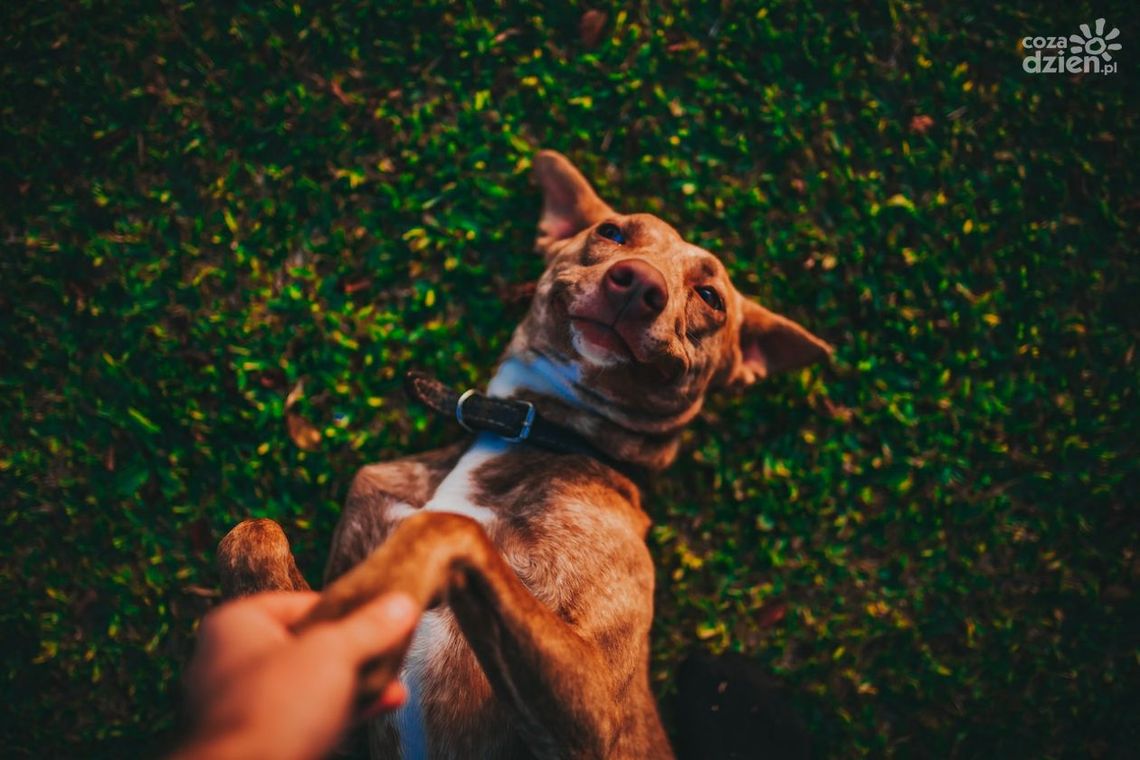 Można pomóc zwierzakom ze Schroniska dla Bezdomnych Zwierząt w Dyminach Można pomóc zwierzakom ze Schroniska dla Bezdomnych Zwierząt w Dyminach