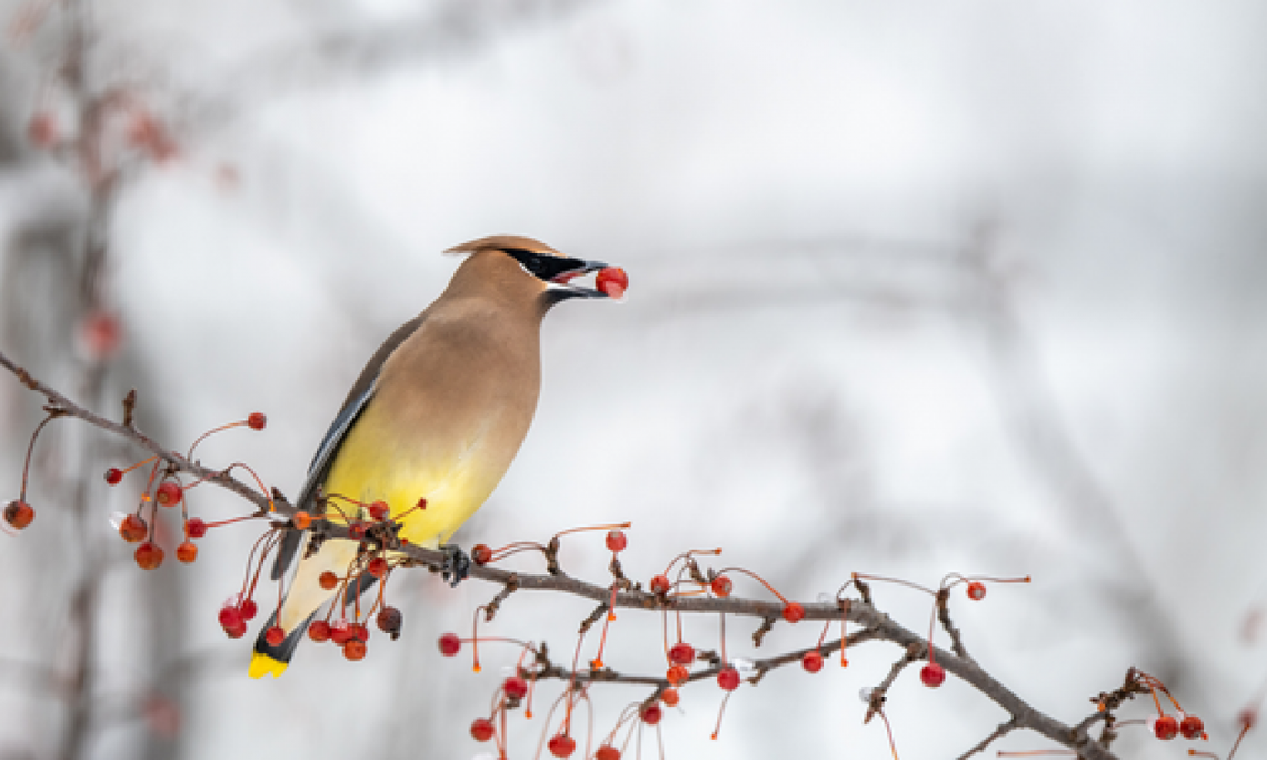 Muzealna sobota z jemiołuszką Muzealna sobota z jemiołuszką