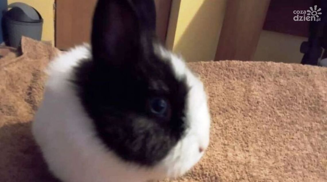 Na ratunek królikowi Na ratunek królikowi