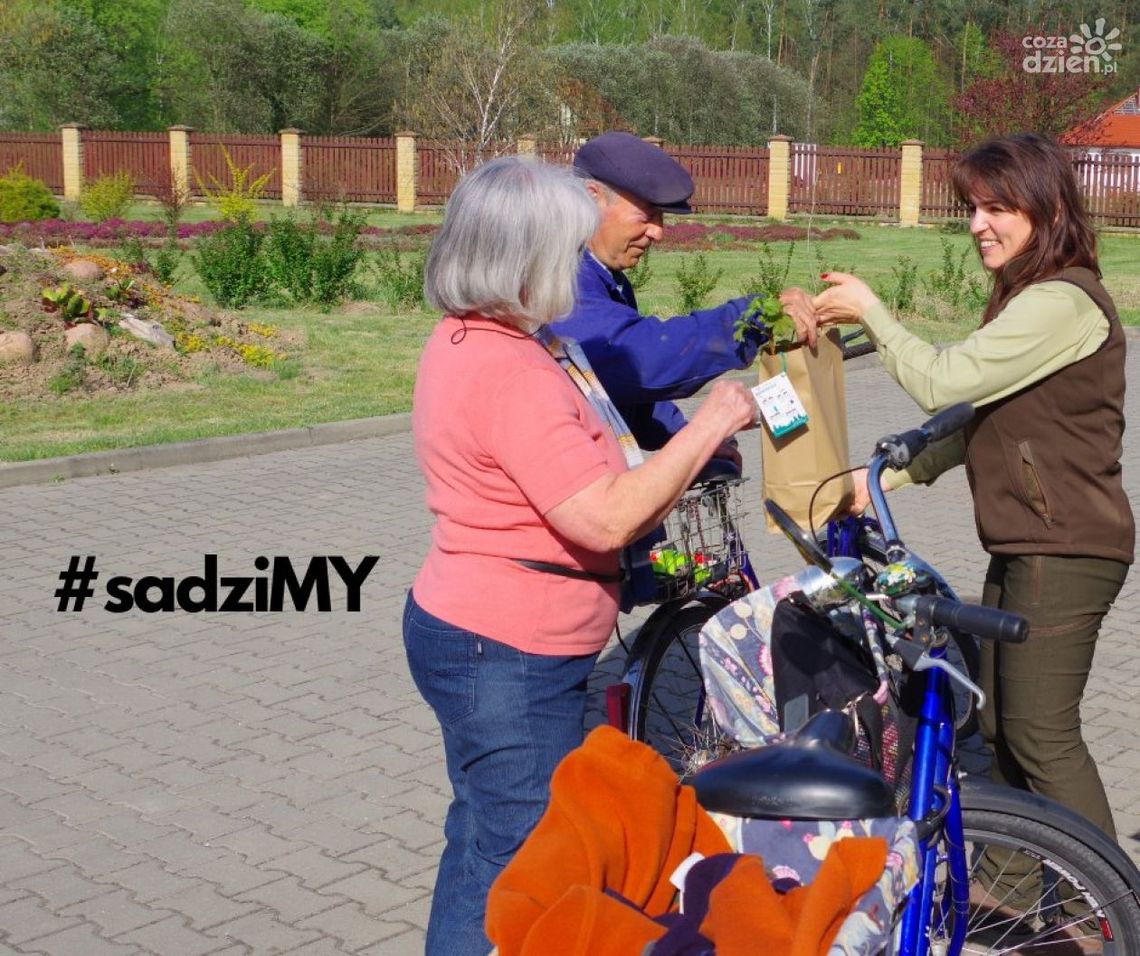 Nadleśnictwo rozdaje sadzonki Nadleśnictwo rozdaje sadzonki