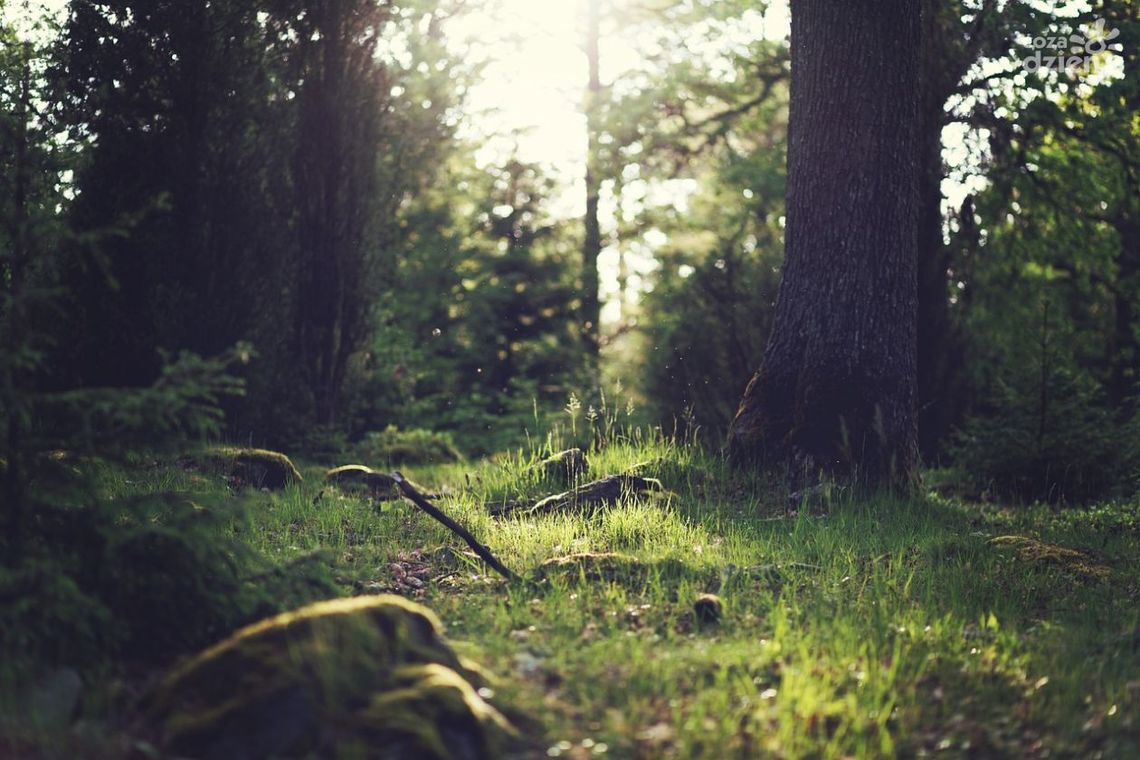 Nadzór nad lasami niepaństwowymi