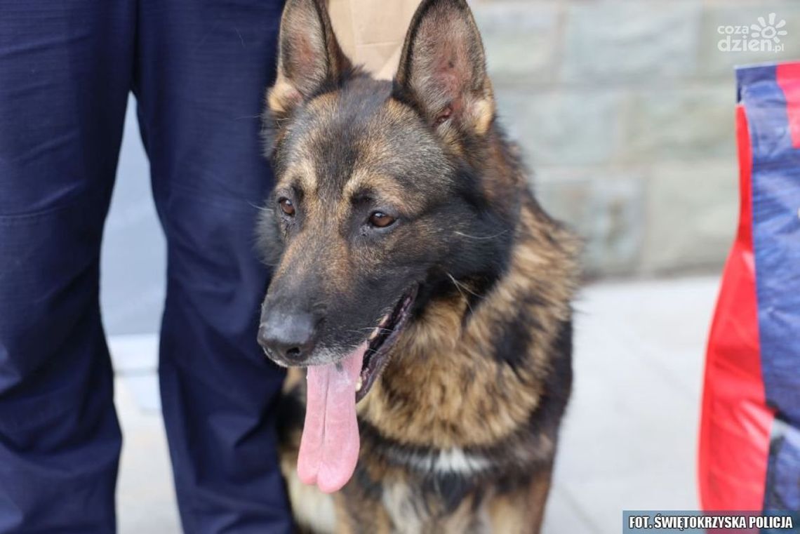 Najlepsi funkcjonariusze na czterech łapach Najlepsi funkcjonariusze na czterech łapach