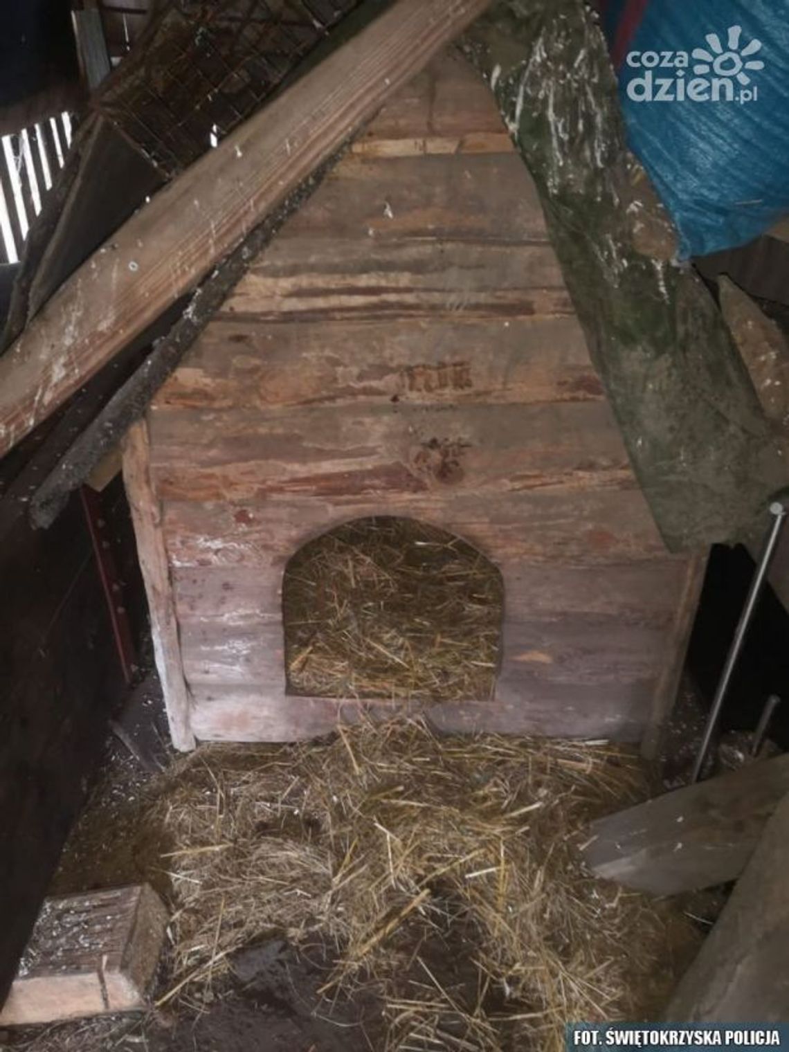 Nie znalazł schronienia w psiej budzie Nie znalazł schronienia w psiej budzie