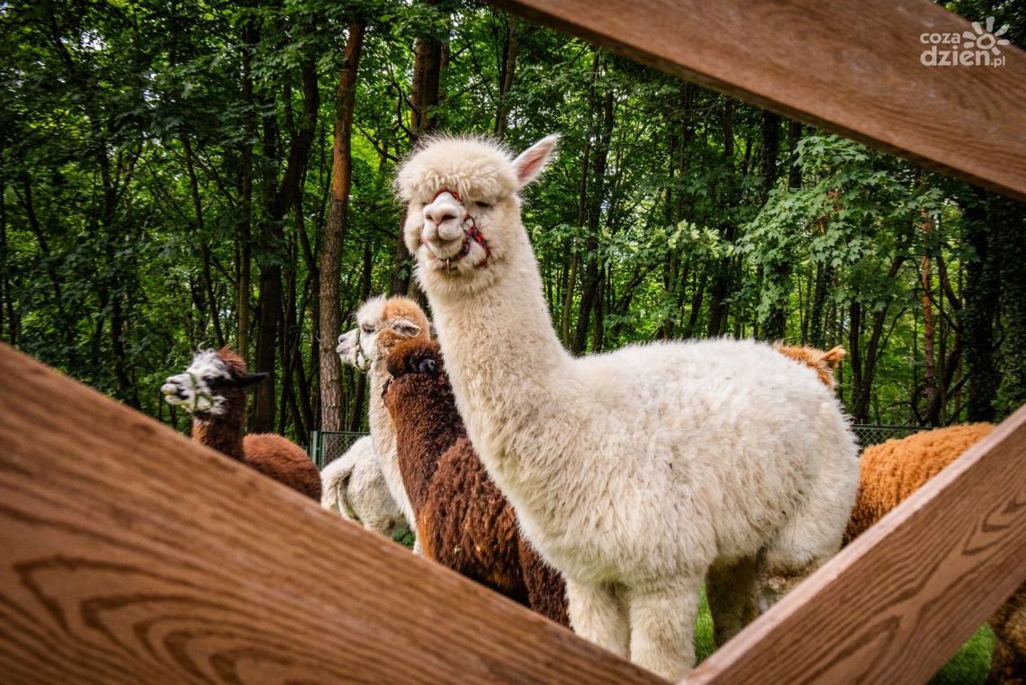 Niedziela z alpakami w Dworku – możesz je pogłaskać, przytulić i nakarmić Niedziela z alpakami w Dworku – możesz je pogłaskać, przytulić i nakarmić