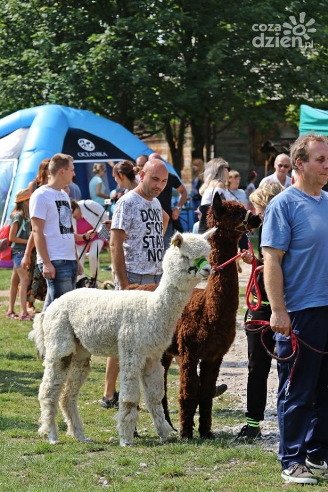 Niedziela ze św. Franciszkiem w Tokarni Niedziela ze św. Franciszkiem w Tokarni